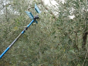 Braccio raccoglitore olive